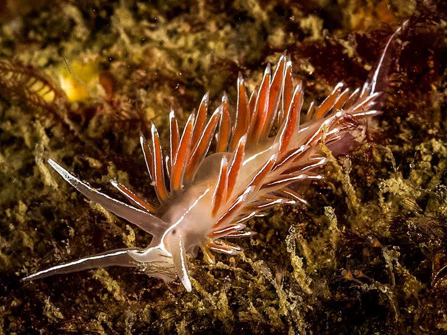 Coryphella lineata