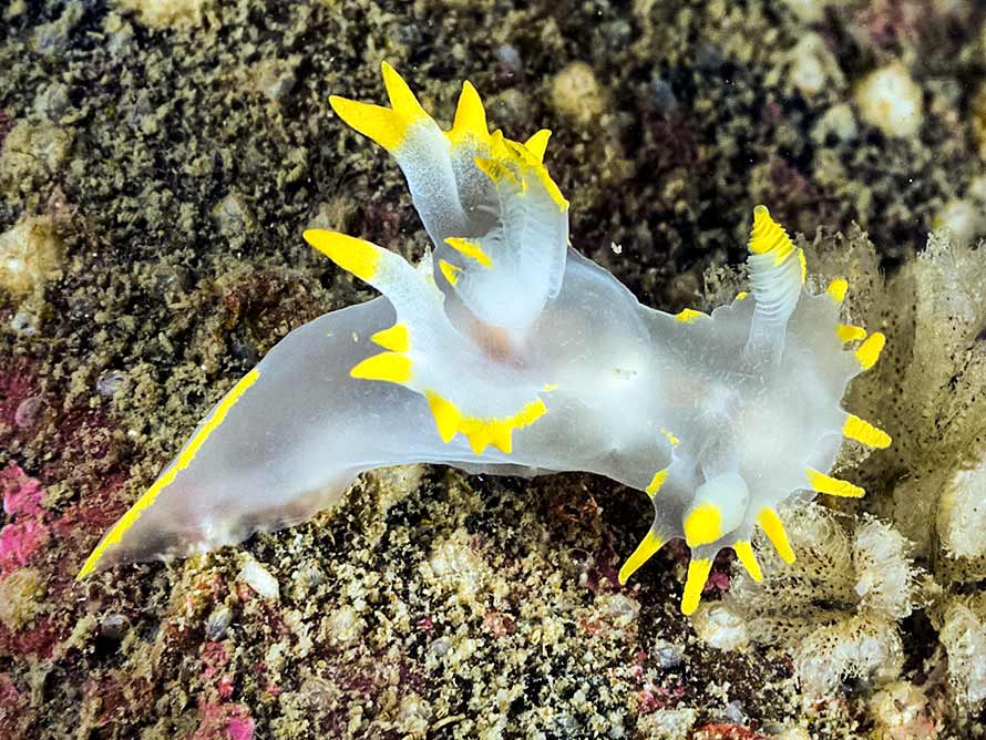 Polycera faeroensis