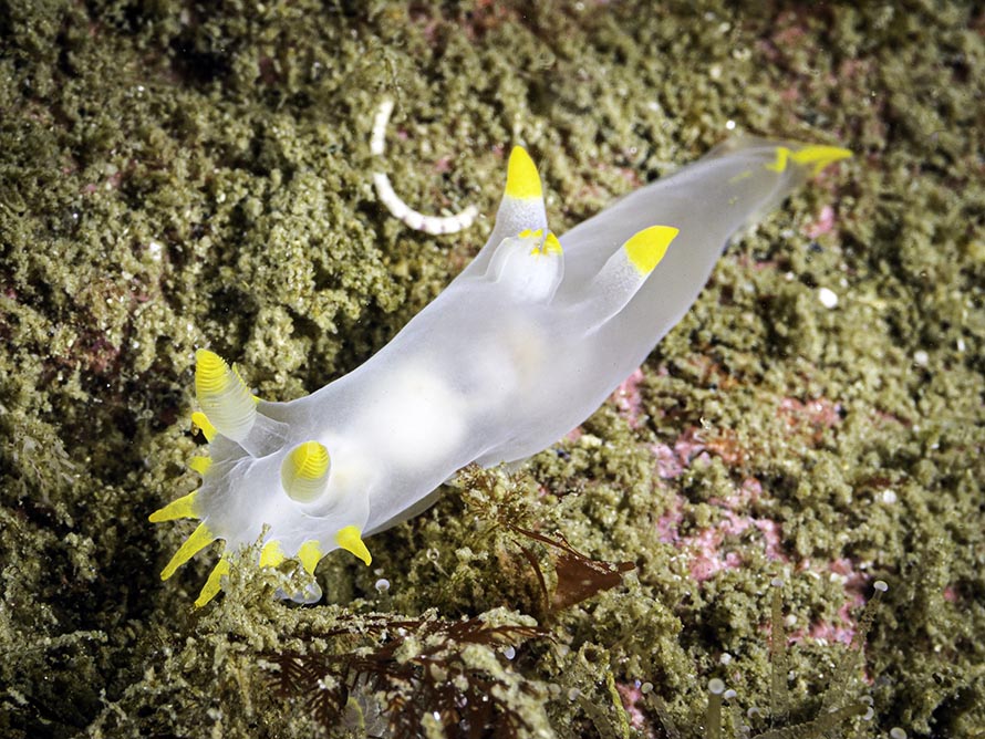 Polycera kernowensis