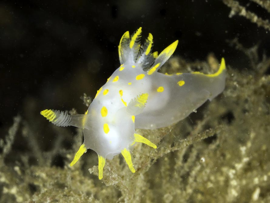 Polycera quadrilineata