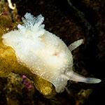 Acanthodoris pilosa