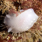 Cadlina laevis