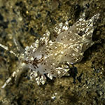 Eubranchus pallidus