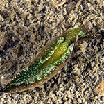 Elysia viridis