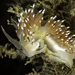 Coryphella browni