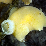 Jorunna tomentosa