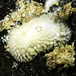 Onchidoris muricata