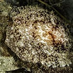 Pleurobranchus membranaceus