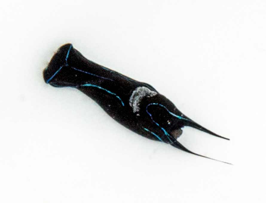 Chelidonura hirundinina