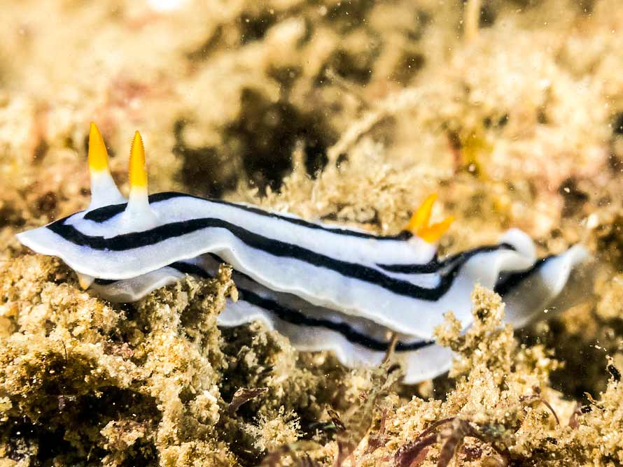 Chromodoris lochi