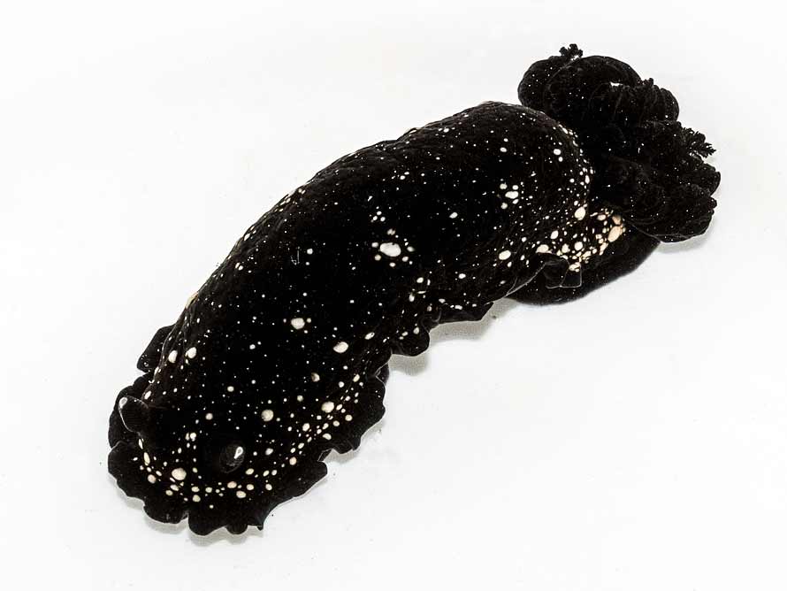 Dendrodoris nigra