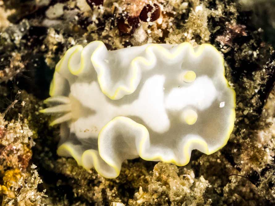 Glossodoris pallida