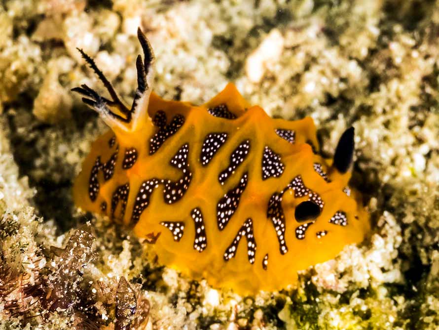 Halgerda tessellata