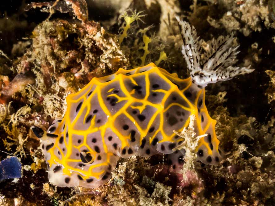 Halgerda wasinensis