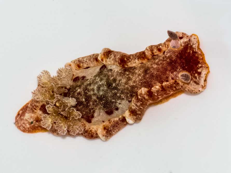 Hexabranchus lacer