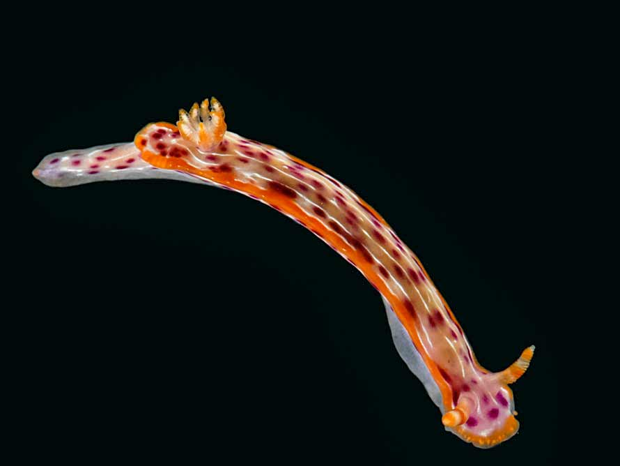 Hypselodoris maculosa