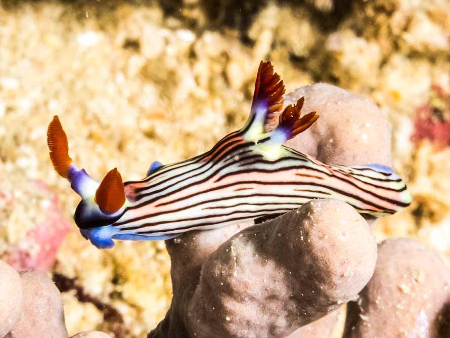 Nembrotha aurea