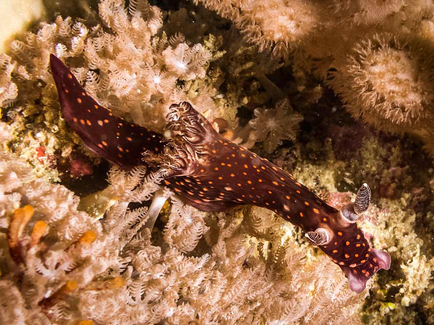 Nembrotha sp.