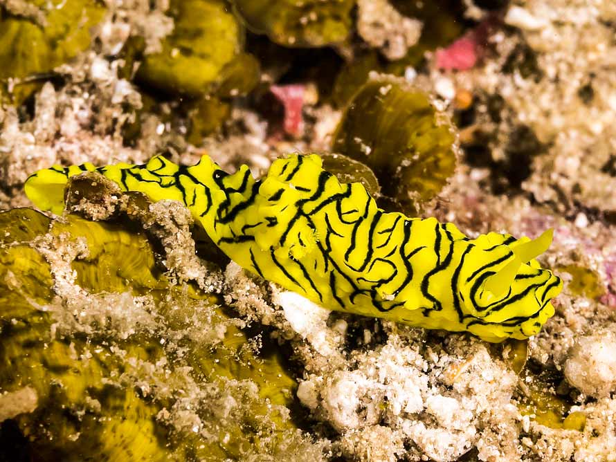 Notodoris minor
