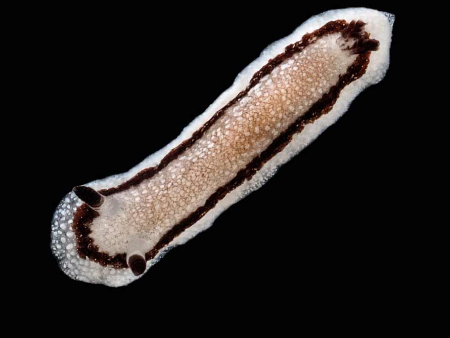 Paradoris sp. 5