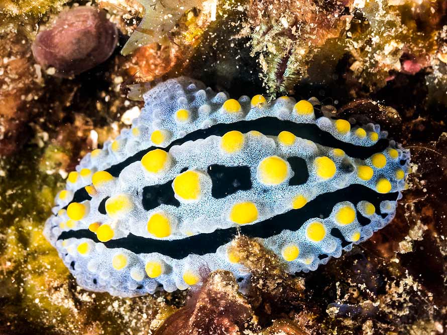 Phyllidia coelestis