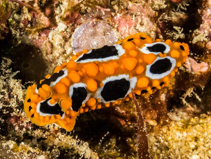 Phyllidia ocellata