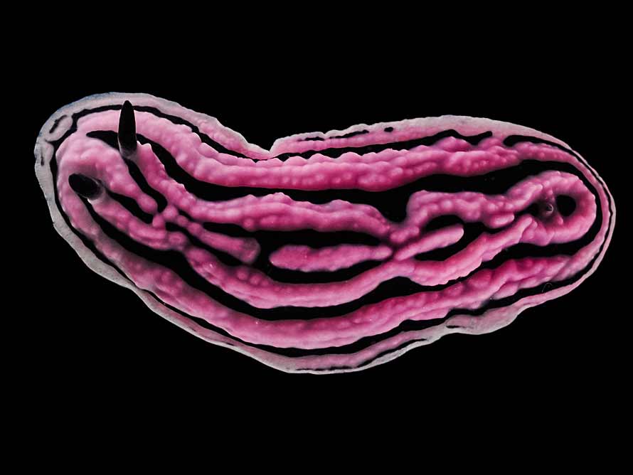 Phyllidiella rosans