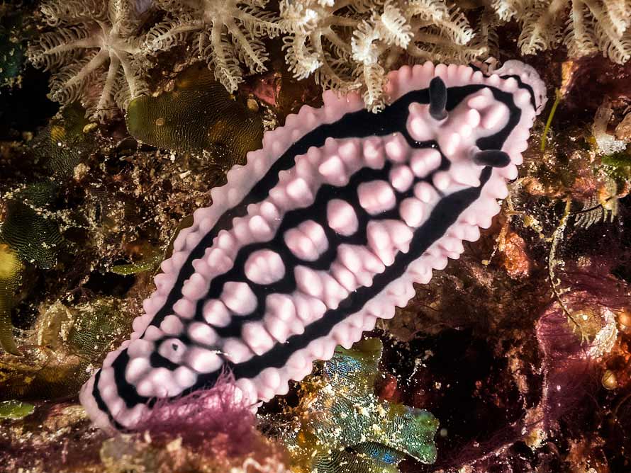Phyllidiella zeylanica