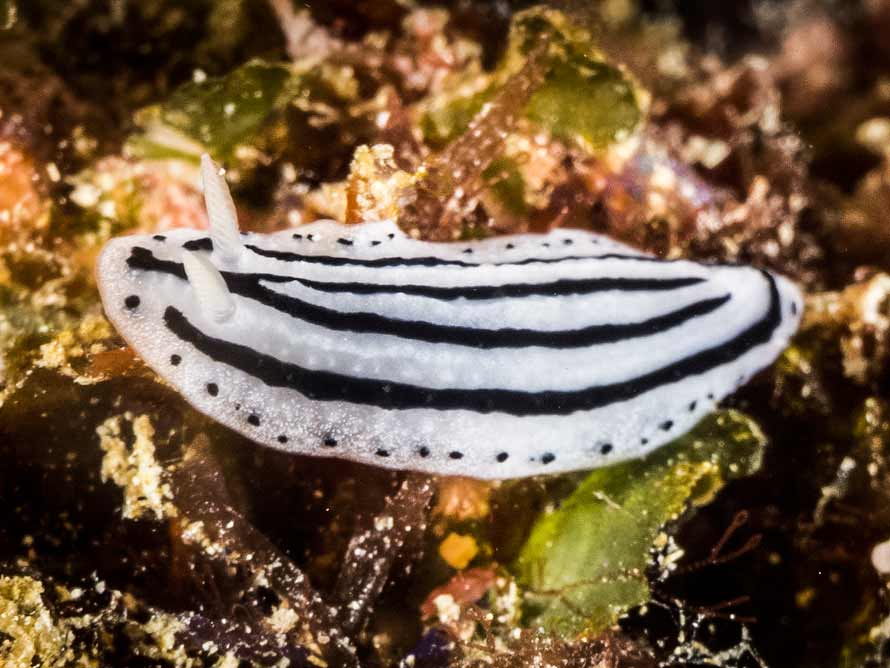 Phyllidiopsis xishaensis