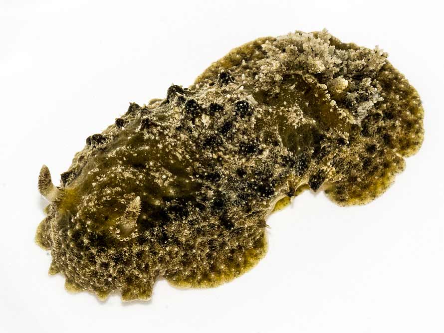 Sclerodoris apiculata
