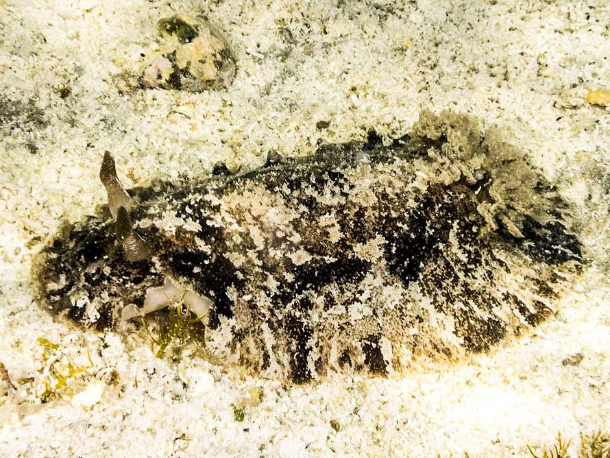 Sebadoris fragilis