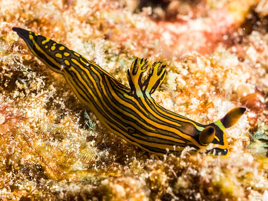 Tambja affinis