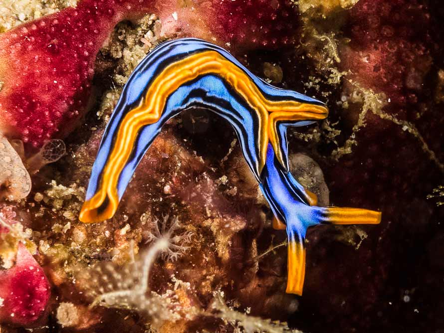 Thuridilla sp.