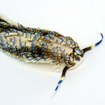 Cerberilla affinis
