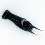 Chelidonura hirundinina