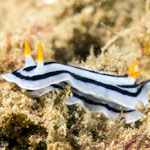Chromodoris lochi
