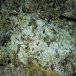 Dolabella auricularia