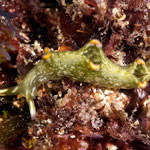 Elysia sp.