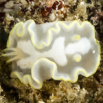 Glossodoris pallida