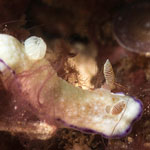 Goniobranchus alius