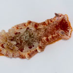 Hexabranchus lacer
