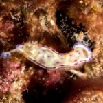 Hexabranchus lacer