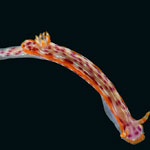 Hypselodoris maculosa