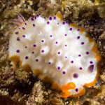 Mexichromis mariei