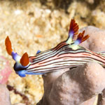 Nembrotha aurea