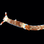 Nembrotha lineolata
