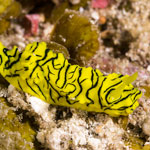 Notodoris minor