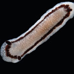 Paradoris sp. 5