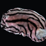 Paradoris sp. 7