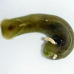 Phanerophthalmus minikoiensis